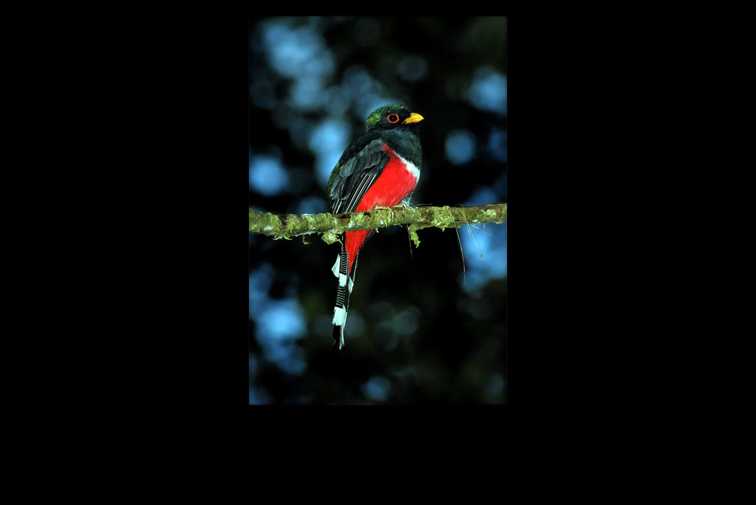Msked-Trogon.jpg