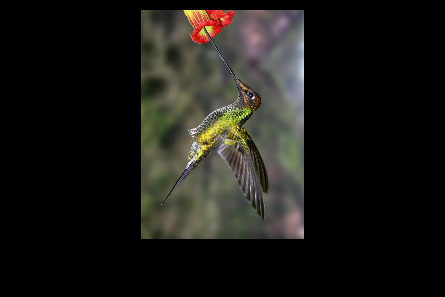 Sword-billed-Hummingbird.jpg
