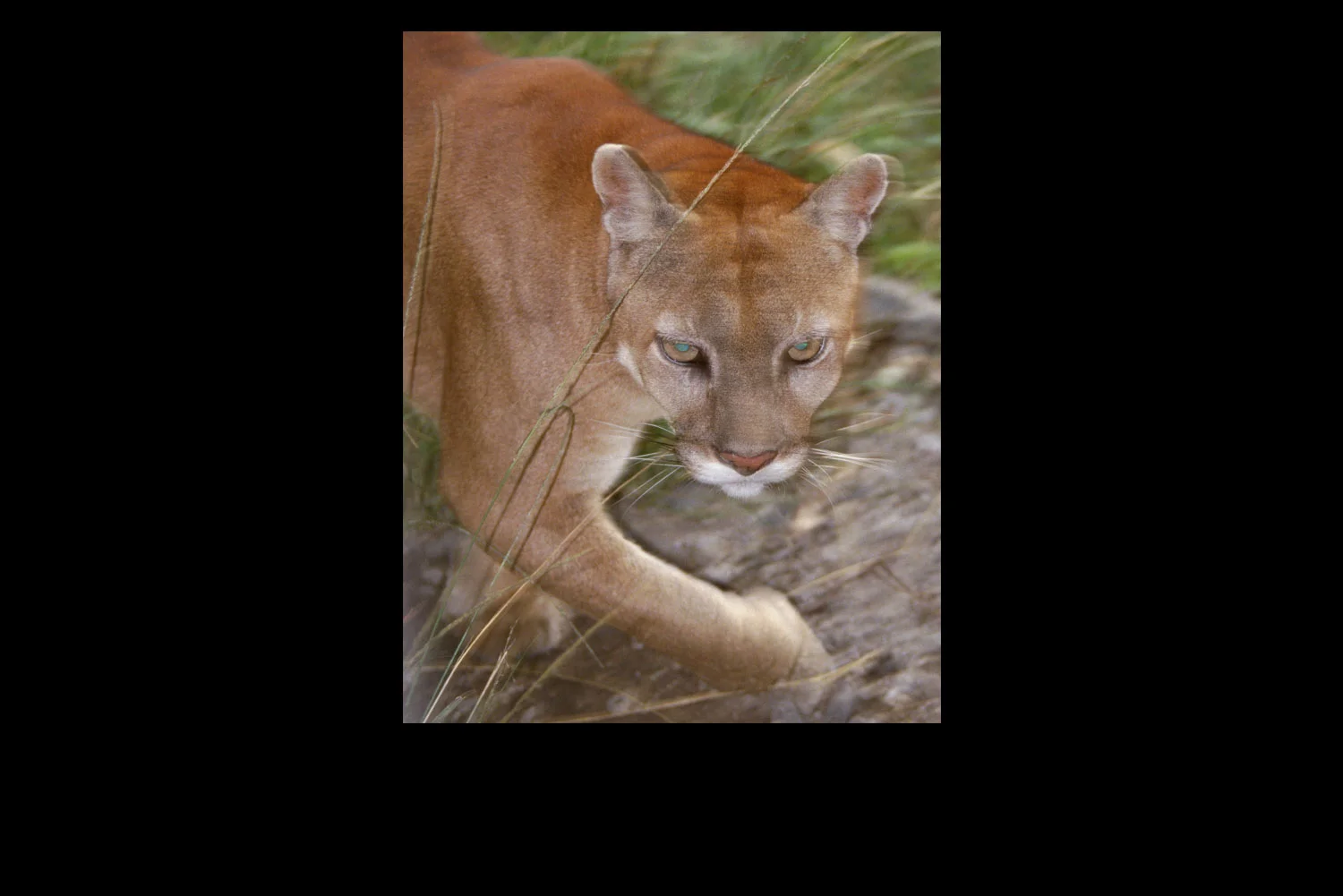 Puma-SS.jpg