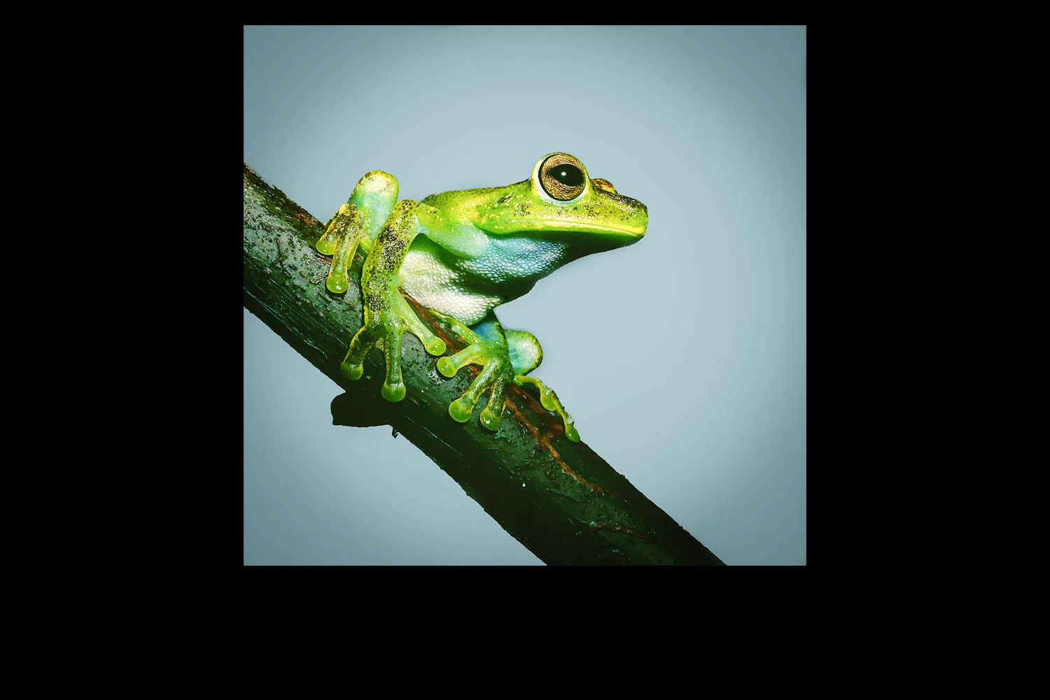 Tropical-frog.jpg