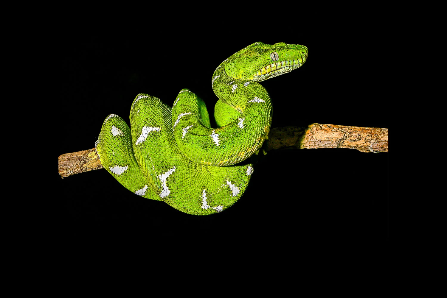 Emerald-Boa.jpg