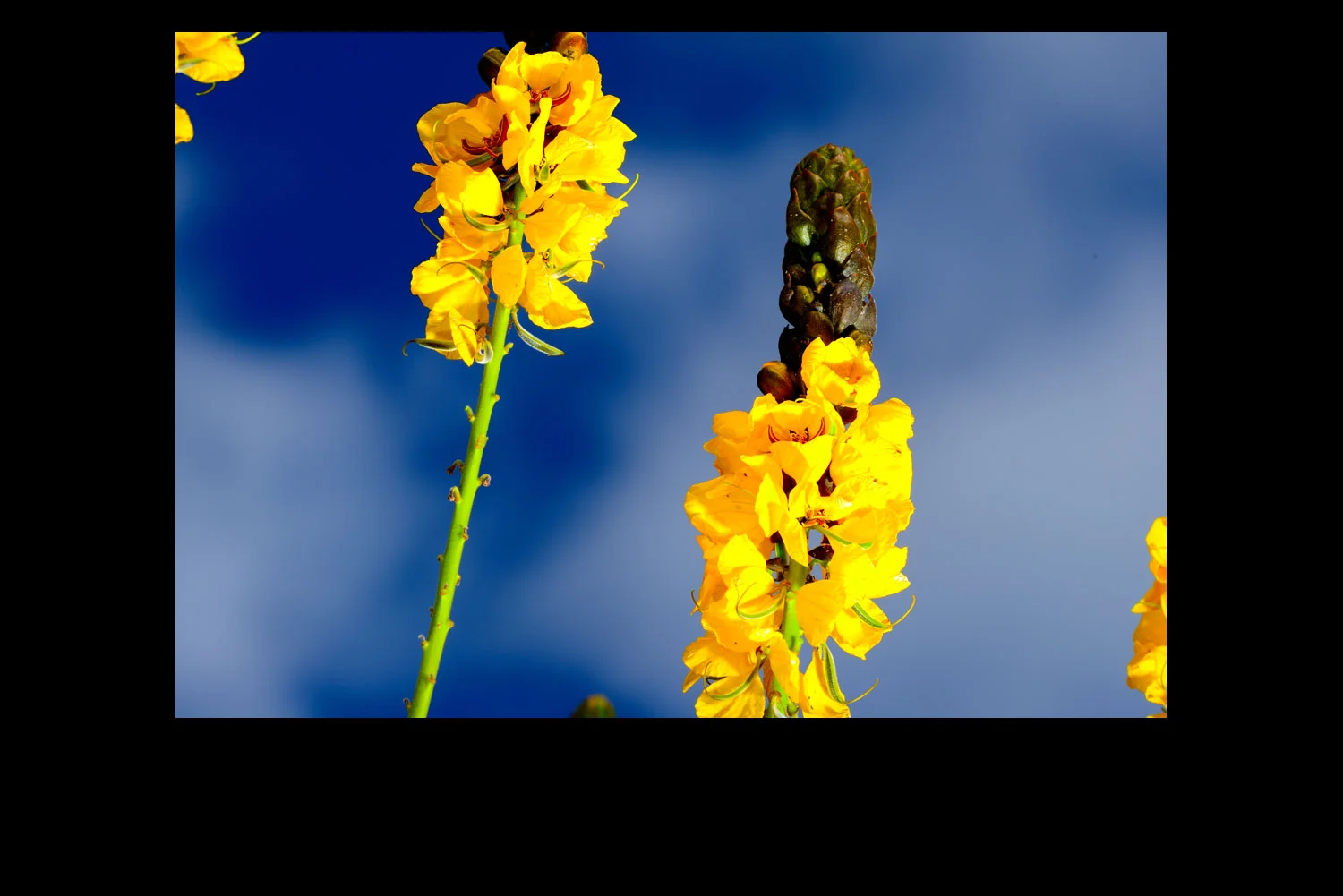 Yellow-flowers.jpg
