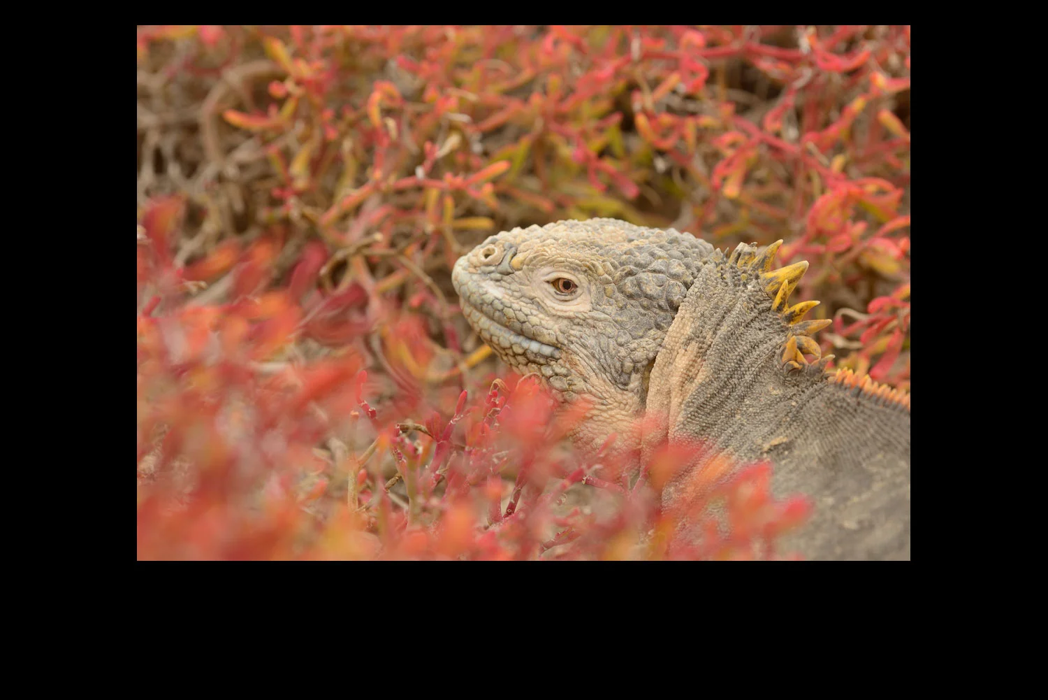 Land-Iguana-Galapagos.jpg