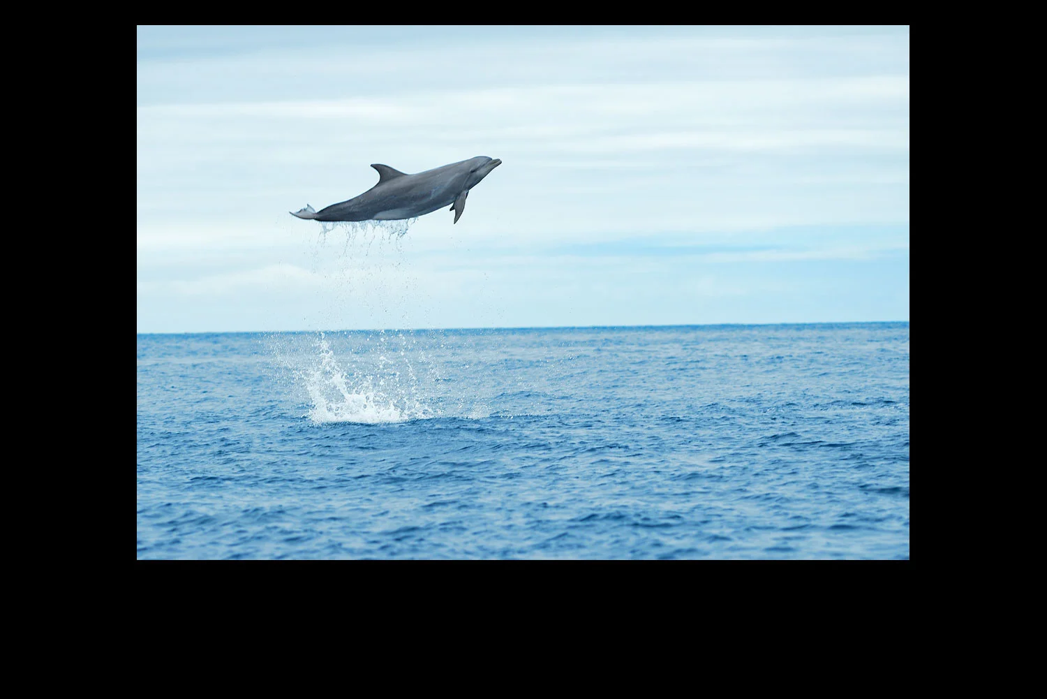 Bottle-nosed-Dolphin.jpg