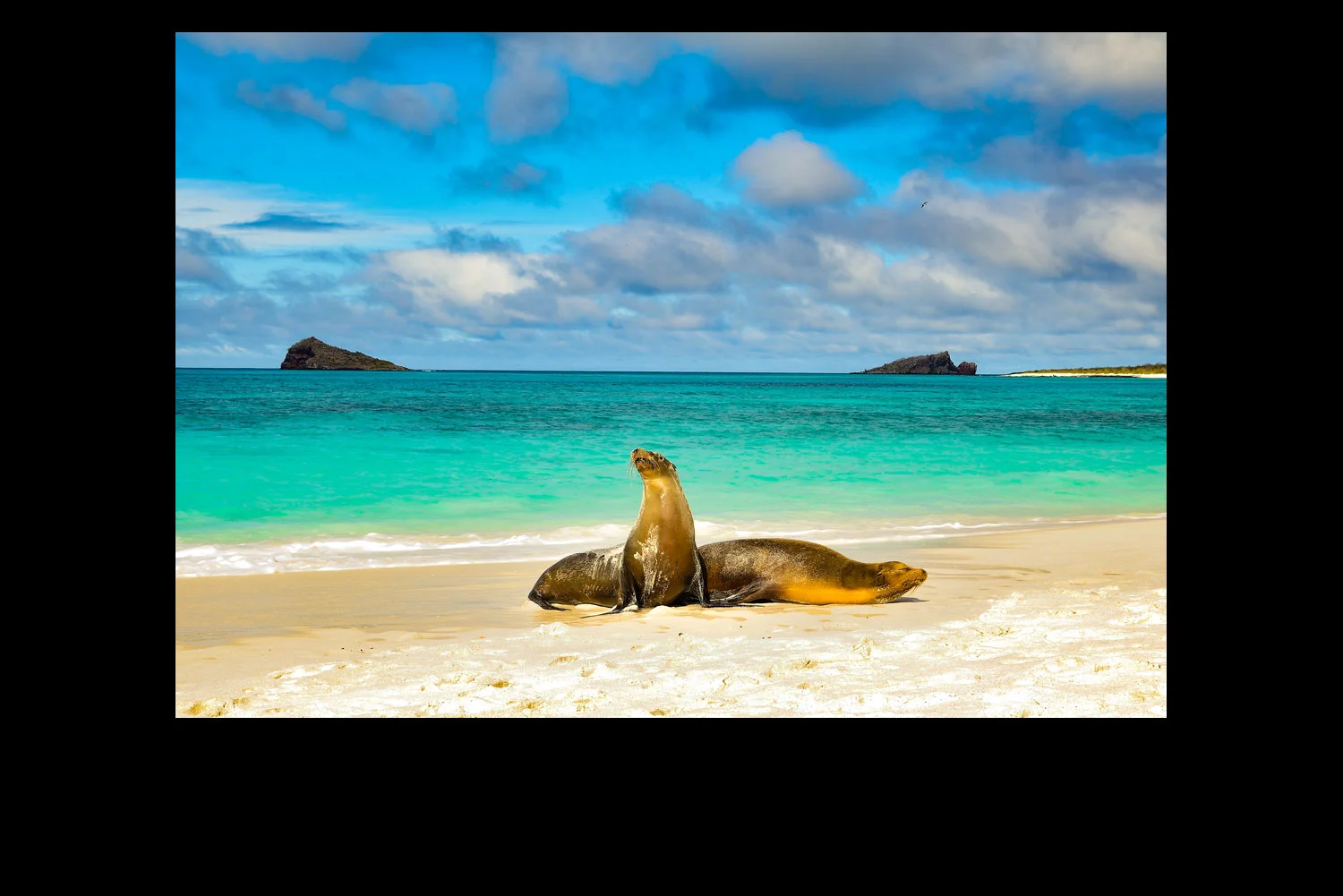 Sea-Lions-Galapagos.jpg