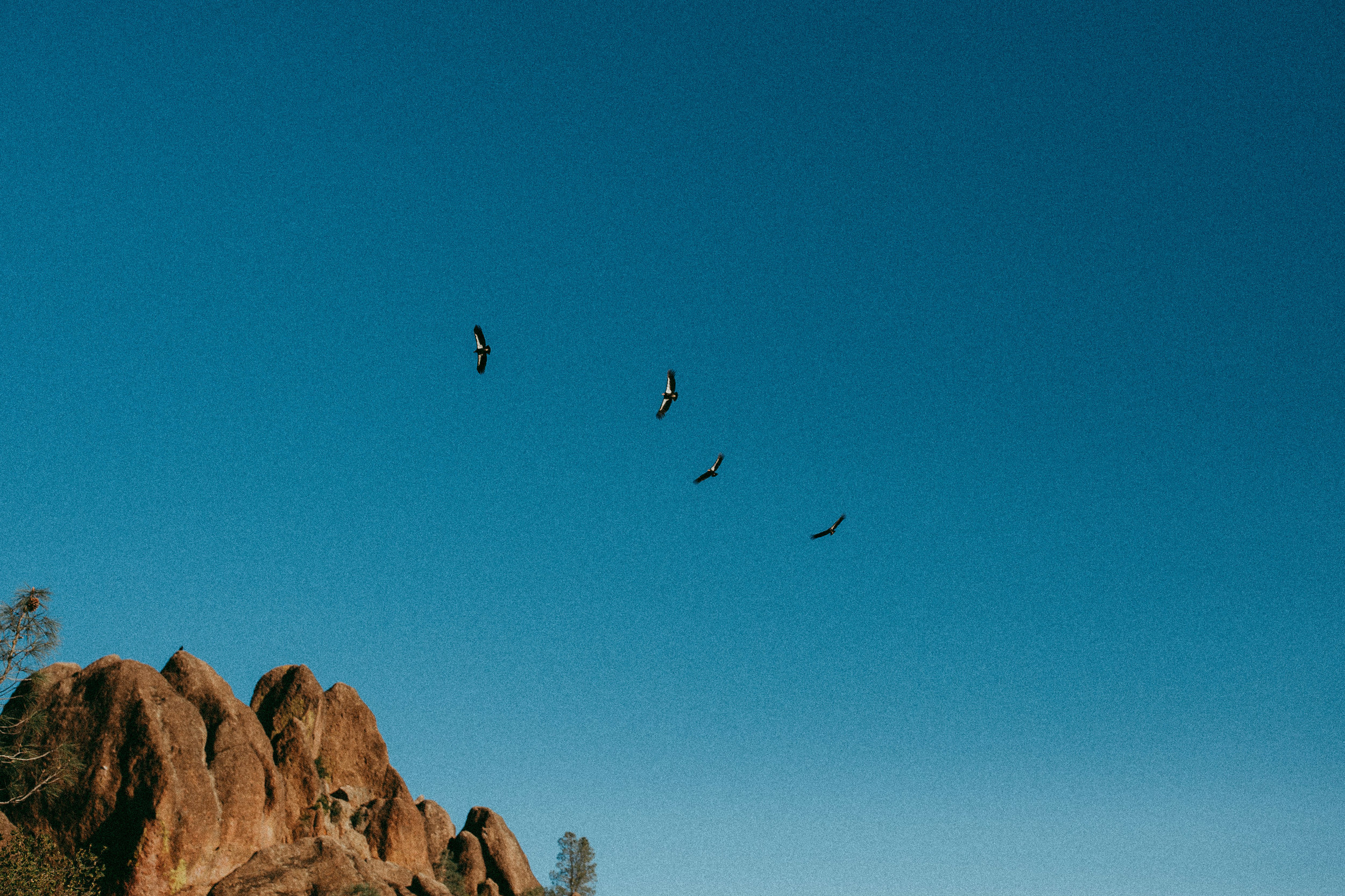 condors in pinnacles