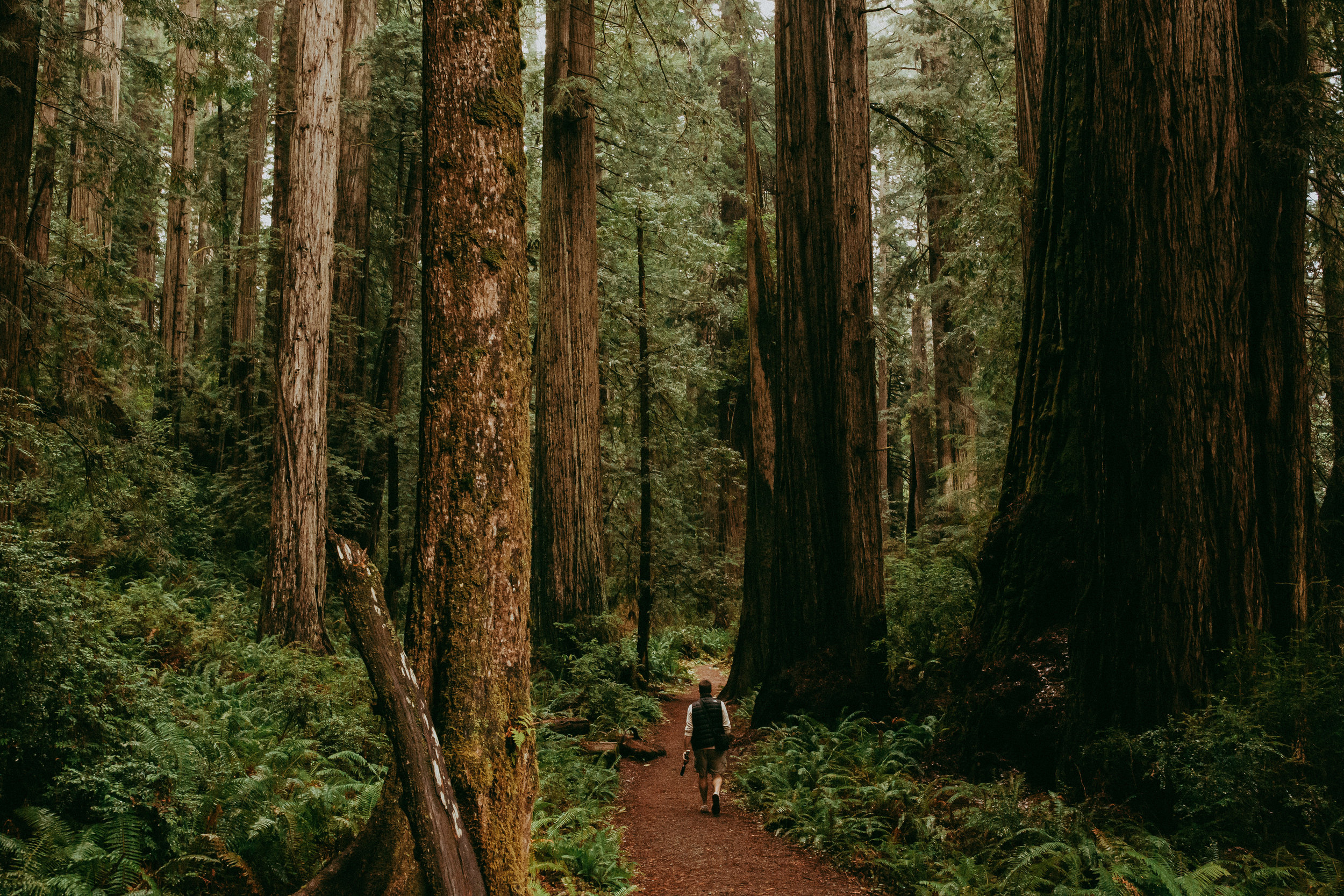 eureka redwoods