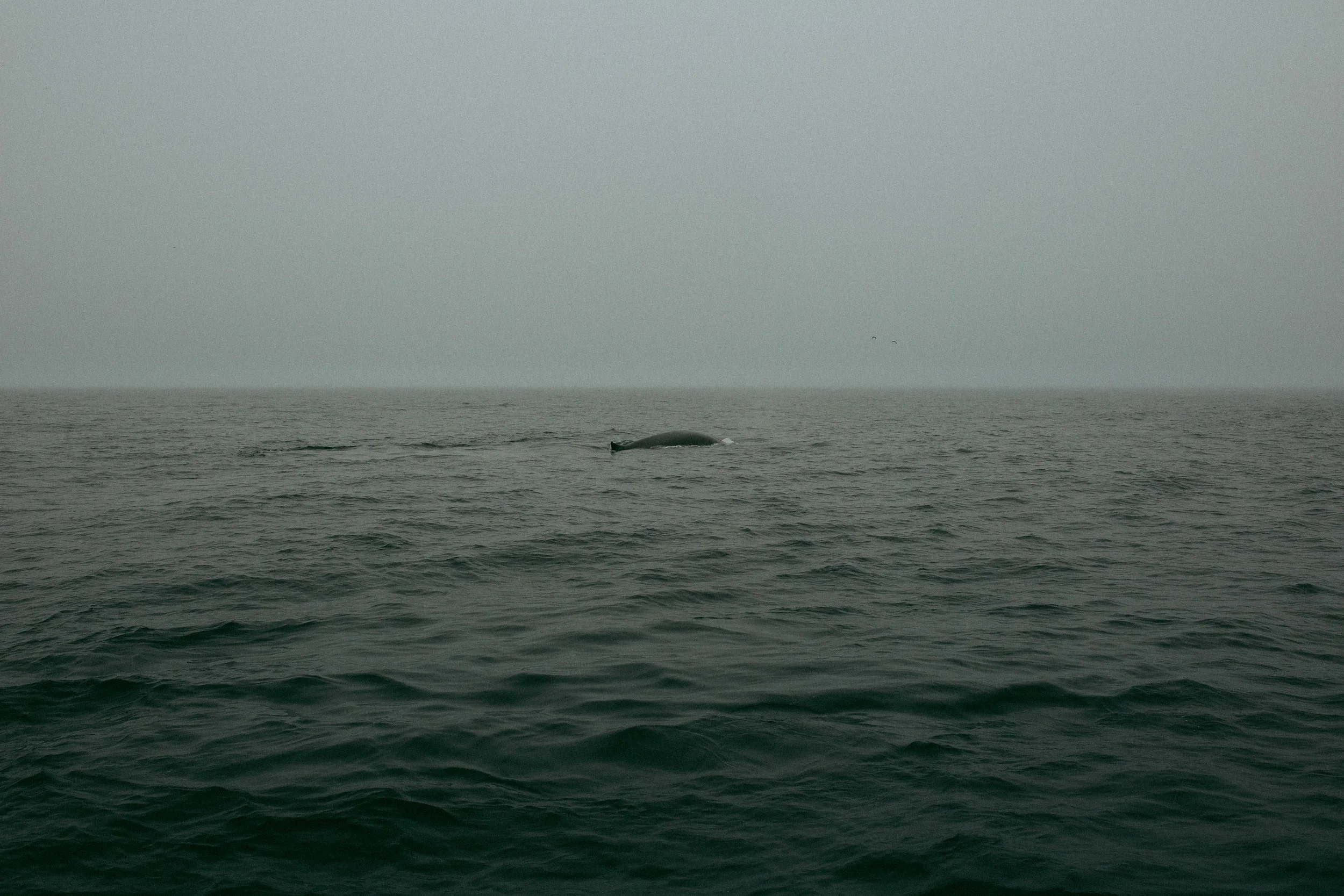 _F5A9433.jpg