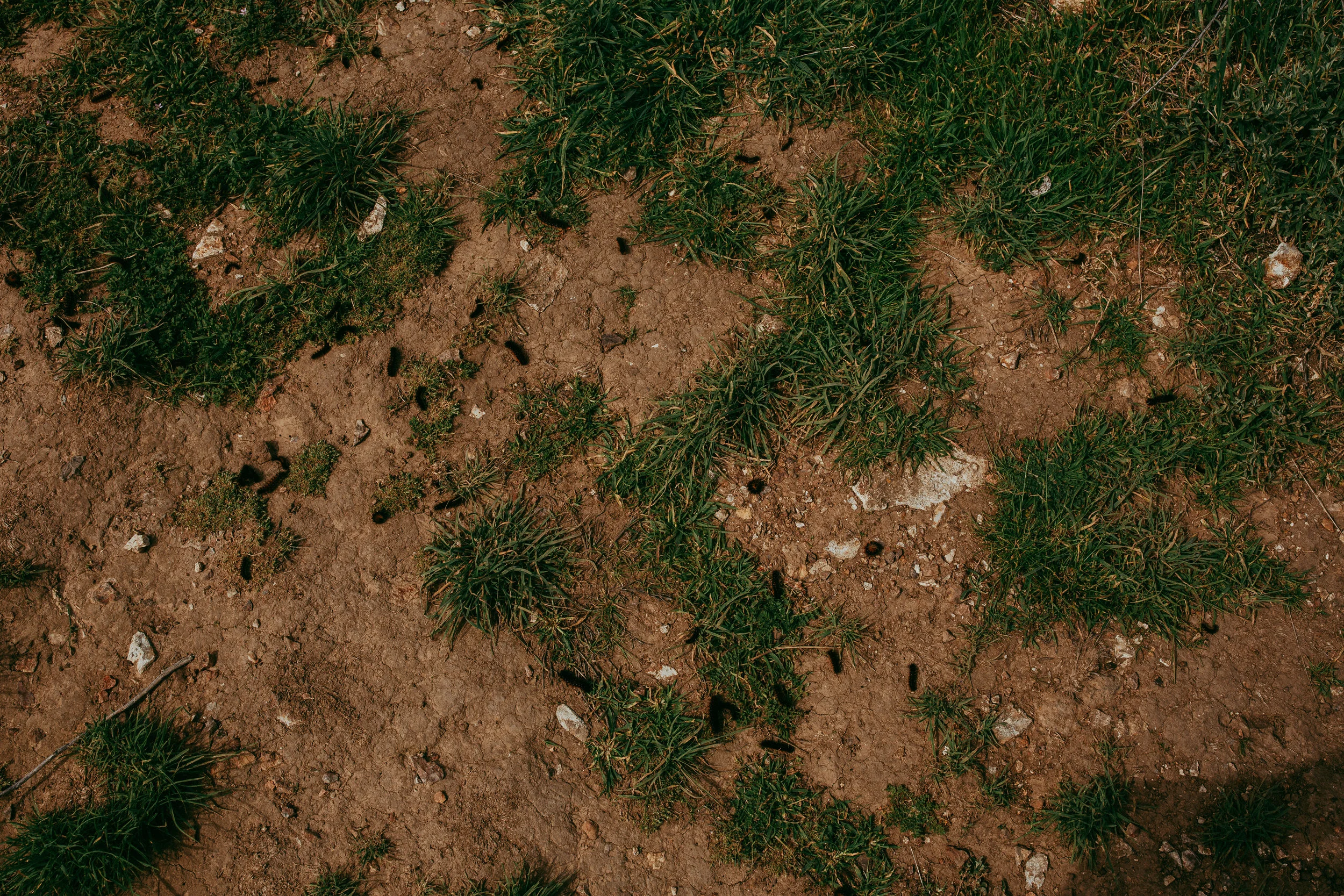 _F5A0007.jpg