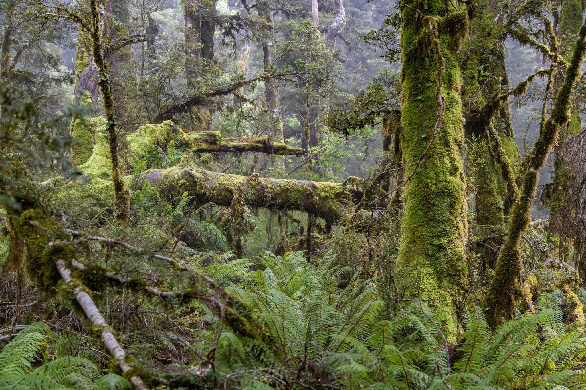 The rainforests around Fiordland National Park