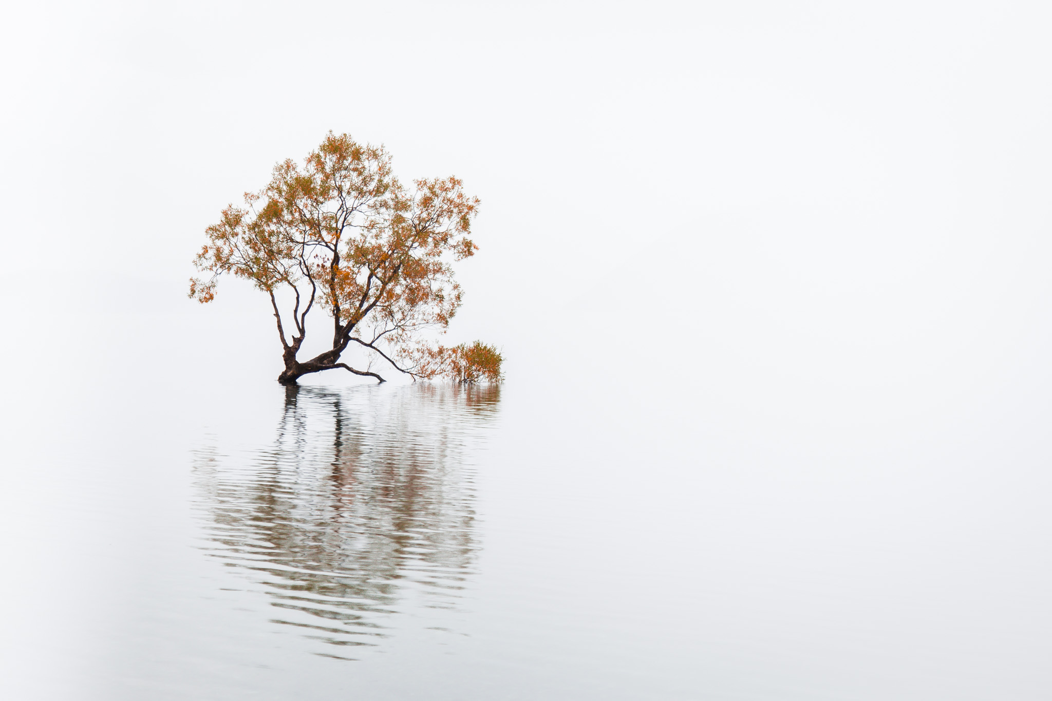 The Lone Tree of Wanaka