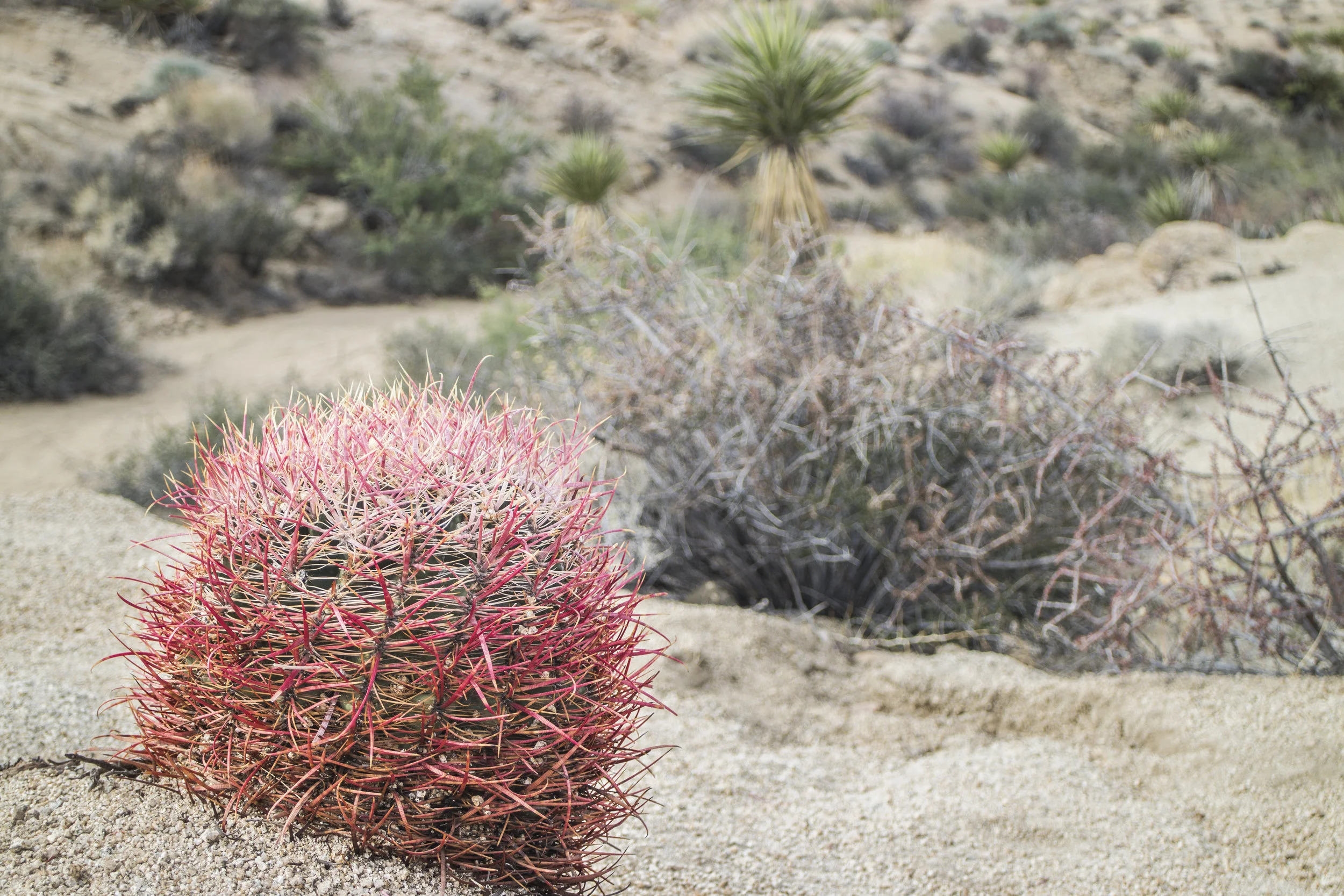 20JoshuaTree.jpg