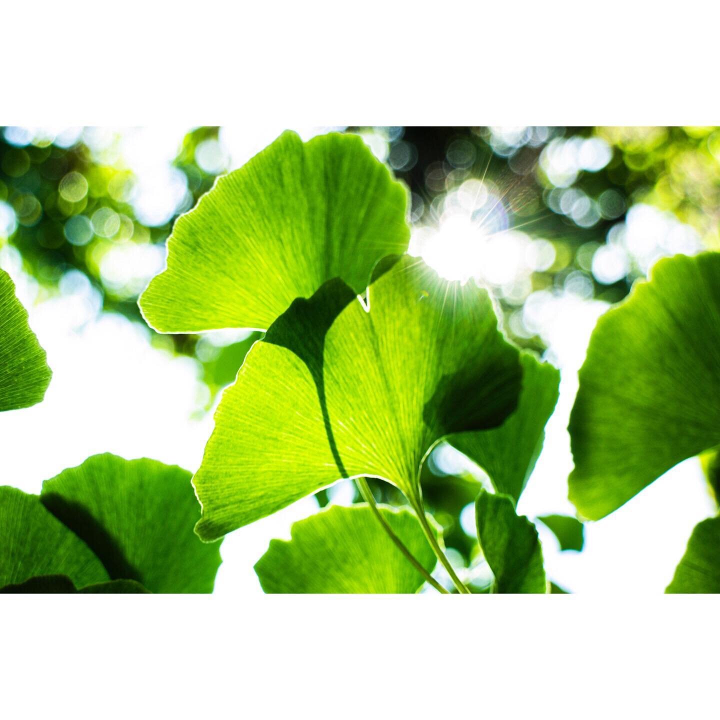 Always captivated by the beauty of ginkgo leaves 😍🌿💚

#ginkgo #photography #canoneosm #herecomesthesun #nature #health #wellness #ginkgoleaves #spring #light #supplement #cognitivefunction #bloodcirculation #botanical #botanique #leaves #sun #sunl