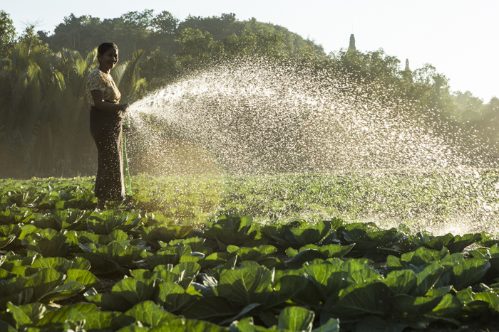 Rakhine woman watering cabbage, Mrauk U
