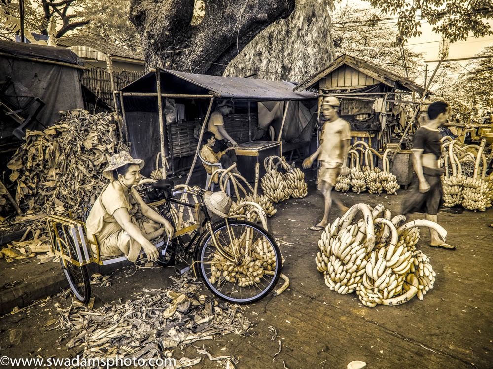 Bananas are sorted by quality and origin before being transferred to local markets for immediate consumption.