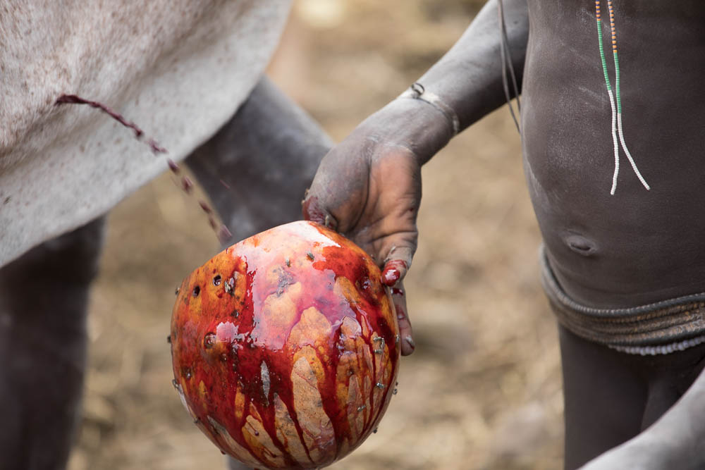 The blood is usually collected in a vessel made from a gourd.