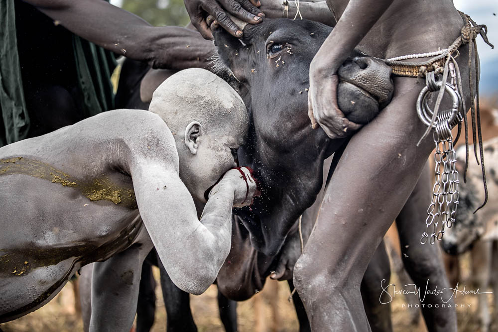 This man drank directly from the bleeding vessel to demonstrate his virility.