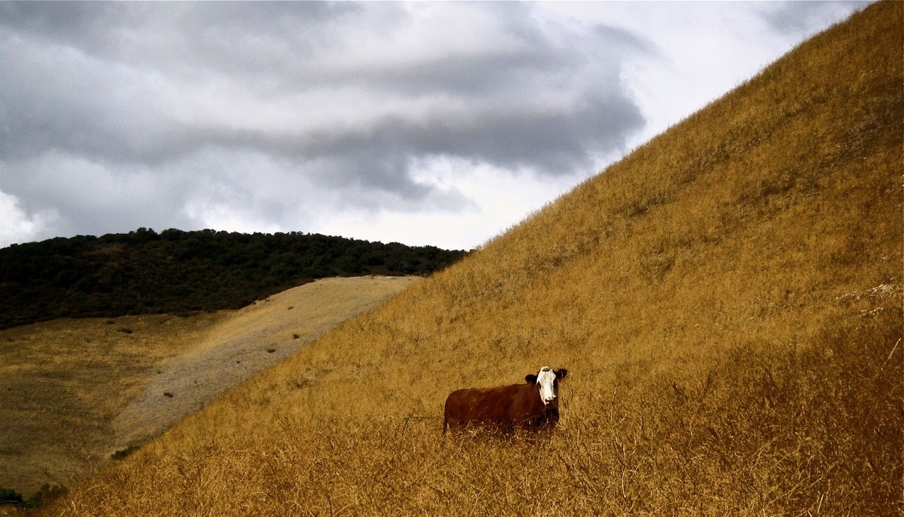 Brown Cow in Brown HIlls