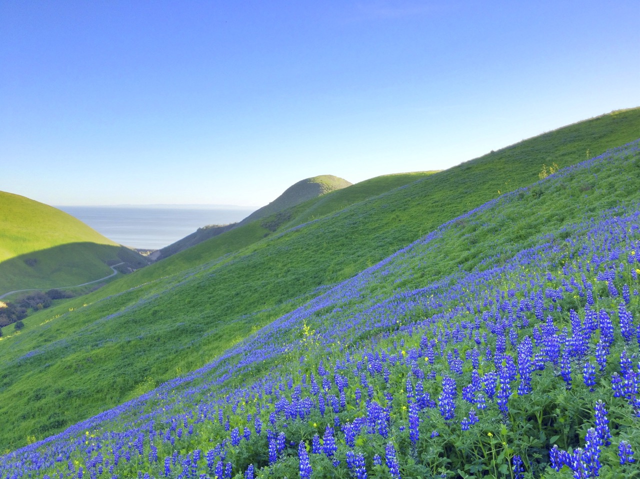 Lupines