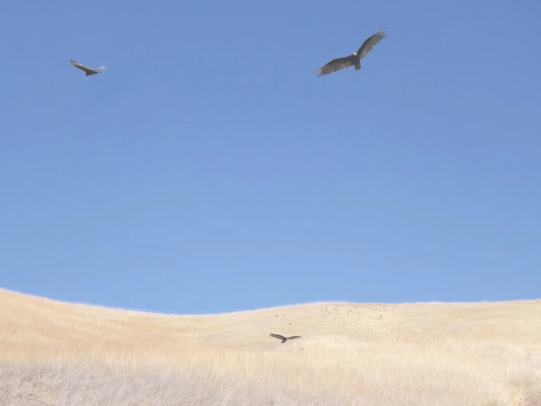 Vultures