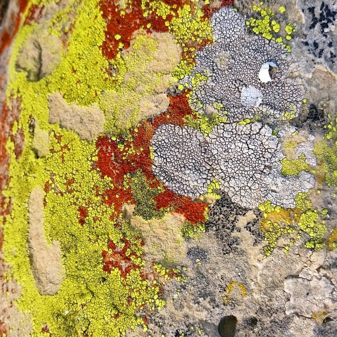 Lichen on Sandstone