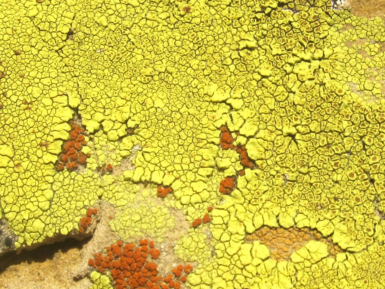 Rock Surface