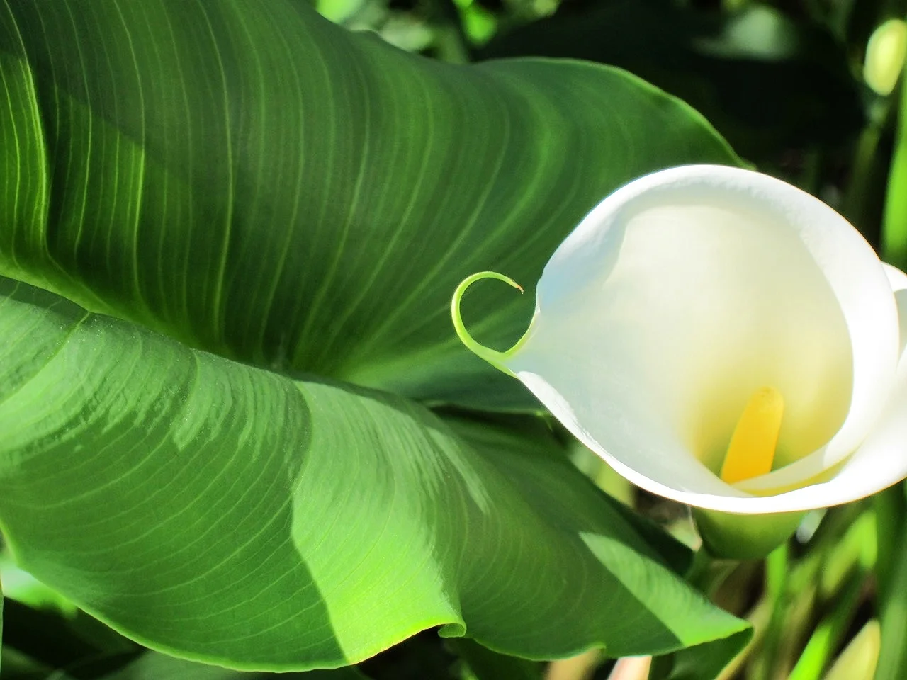 Calla Lily