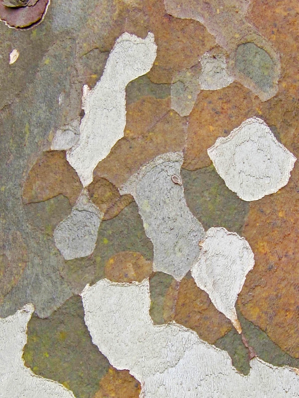 Sycamore Bark