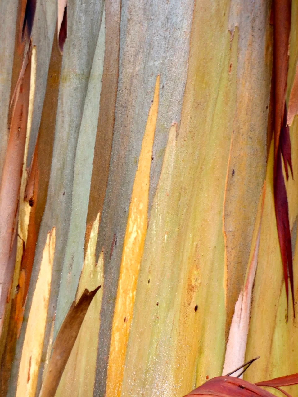 Eucalyptus Bark