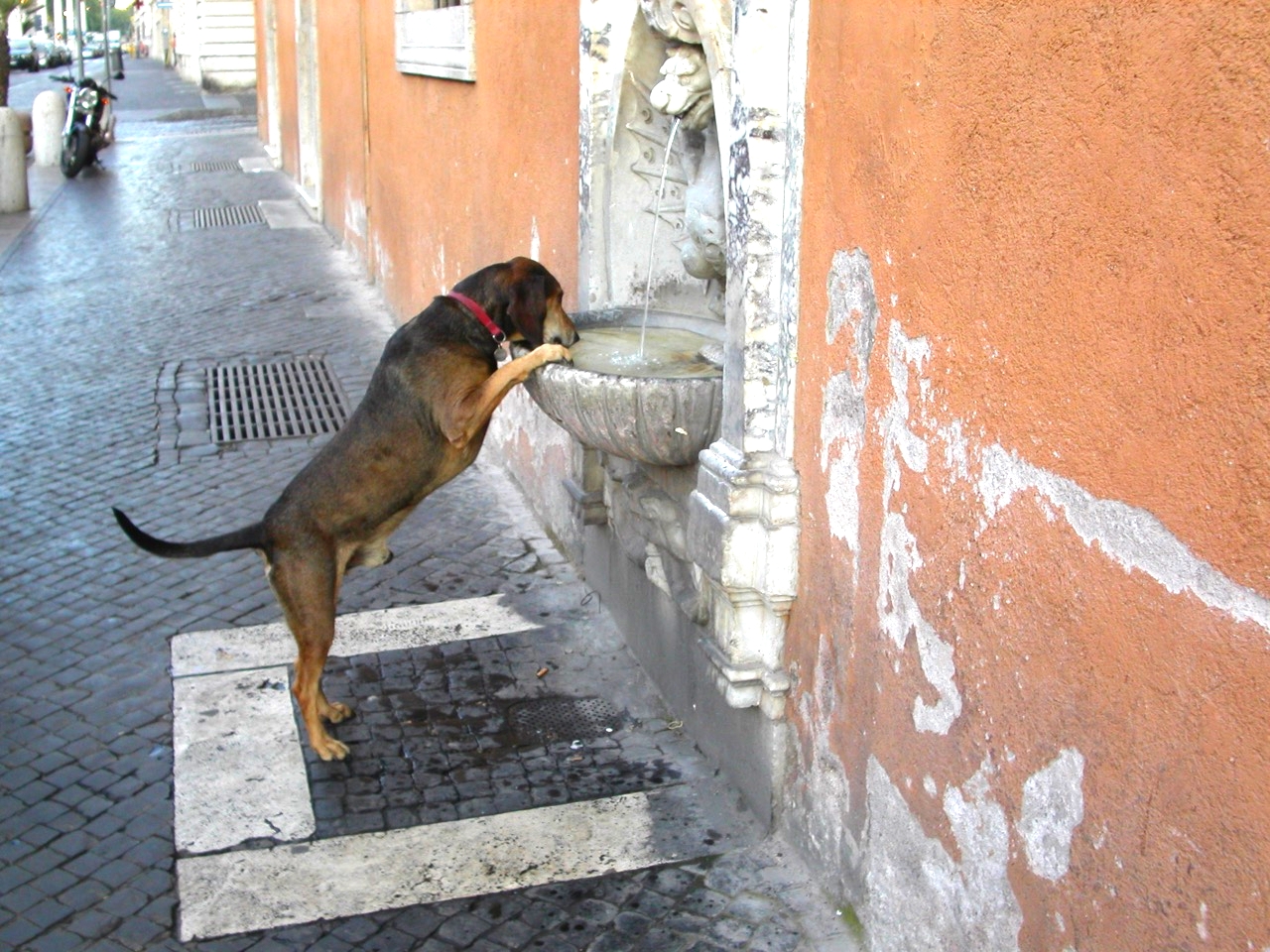  Thirsty Dog (Rome) 