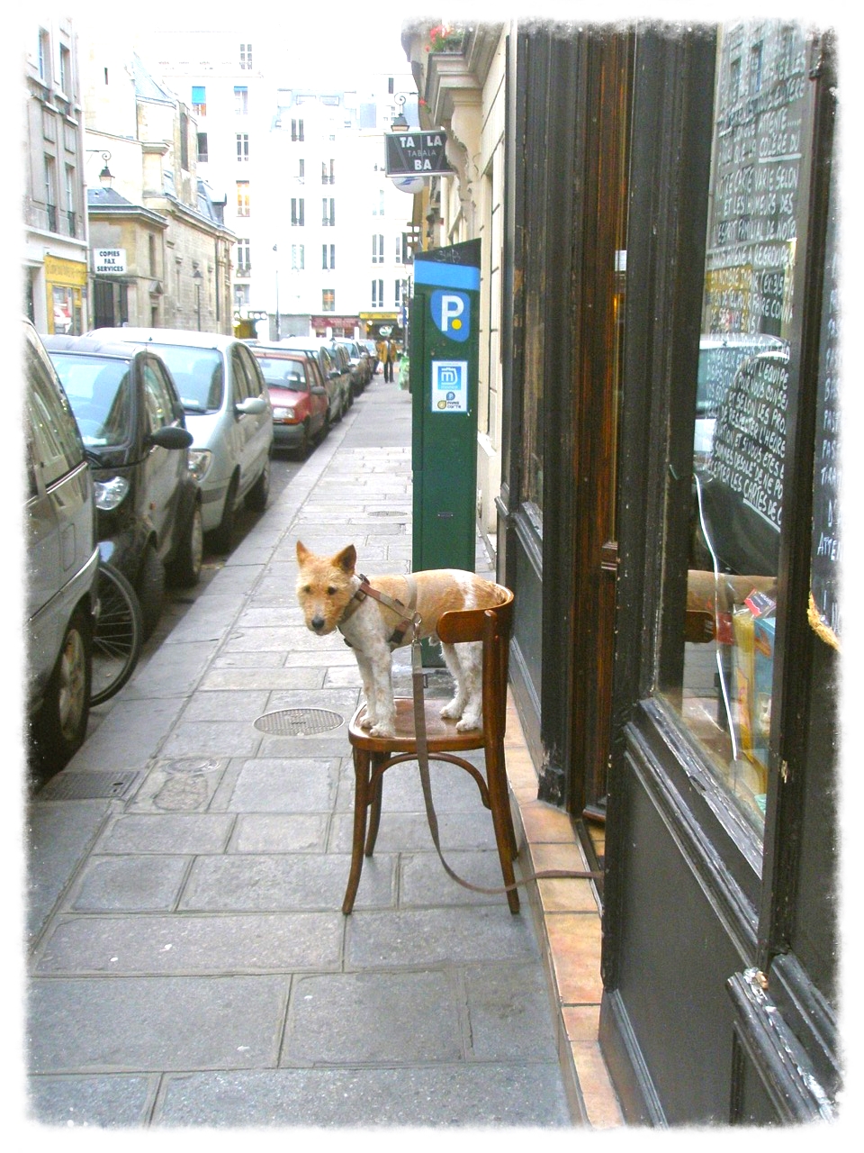  Patient Dog (Paris) 