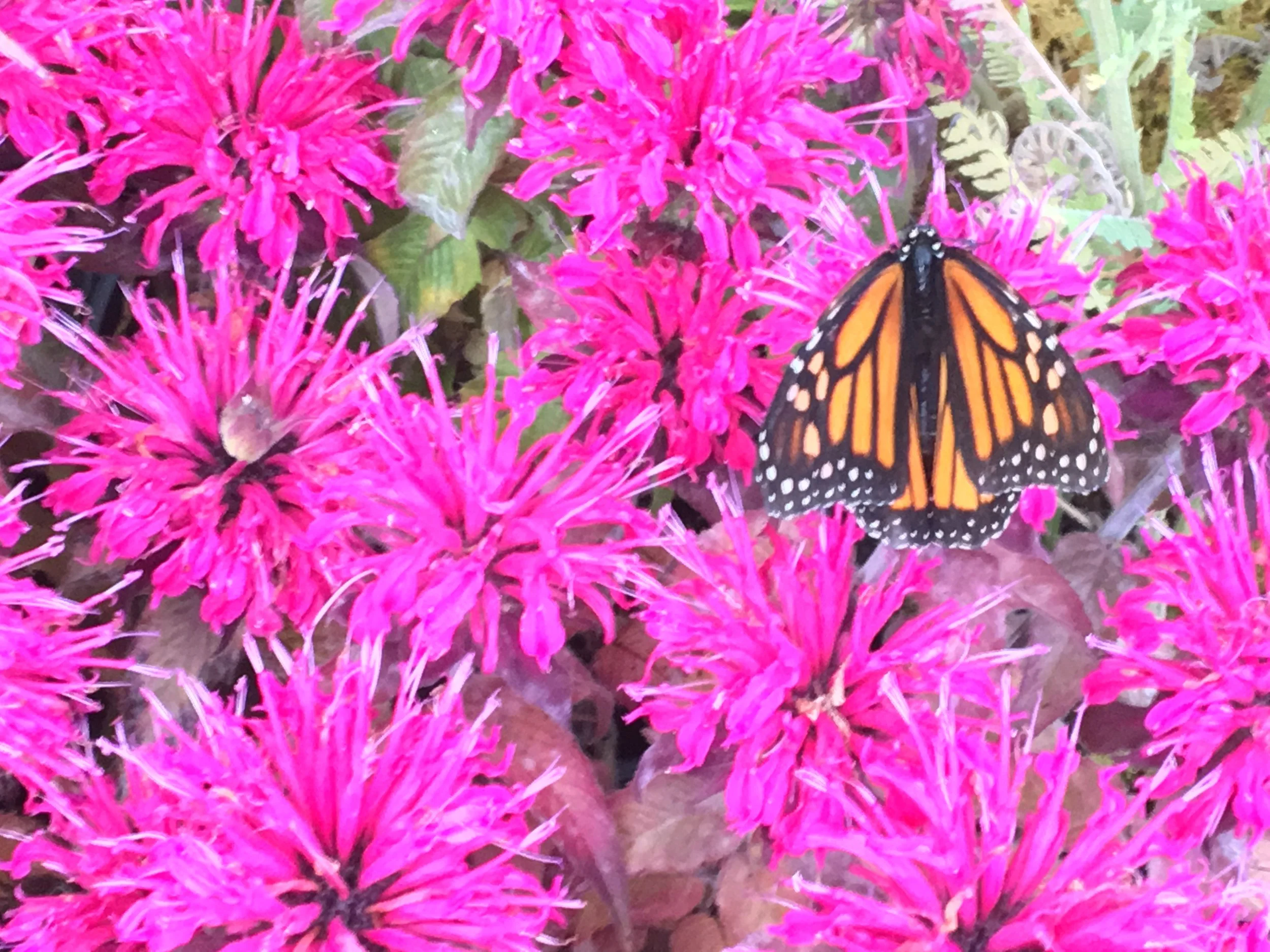 The Practice of Gratitude