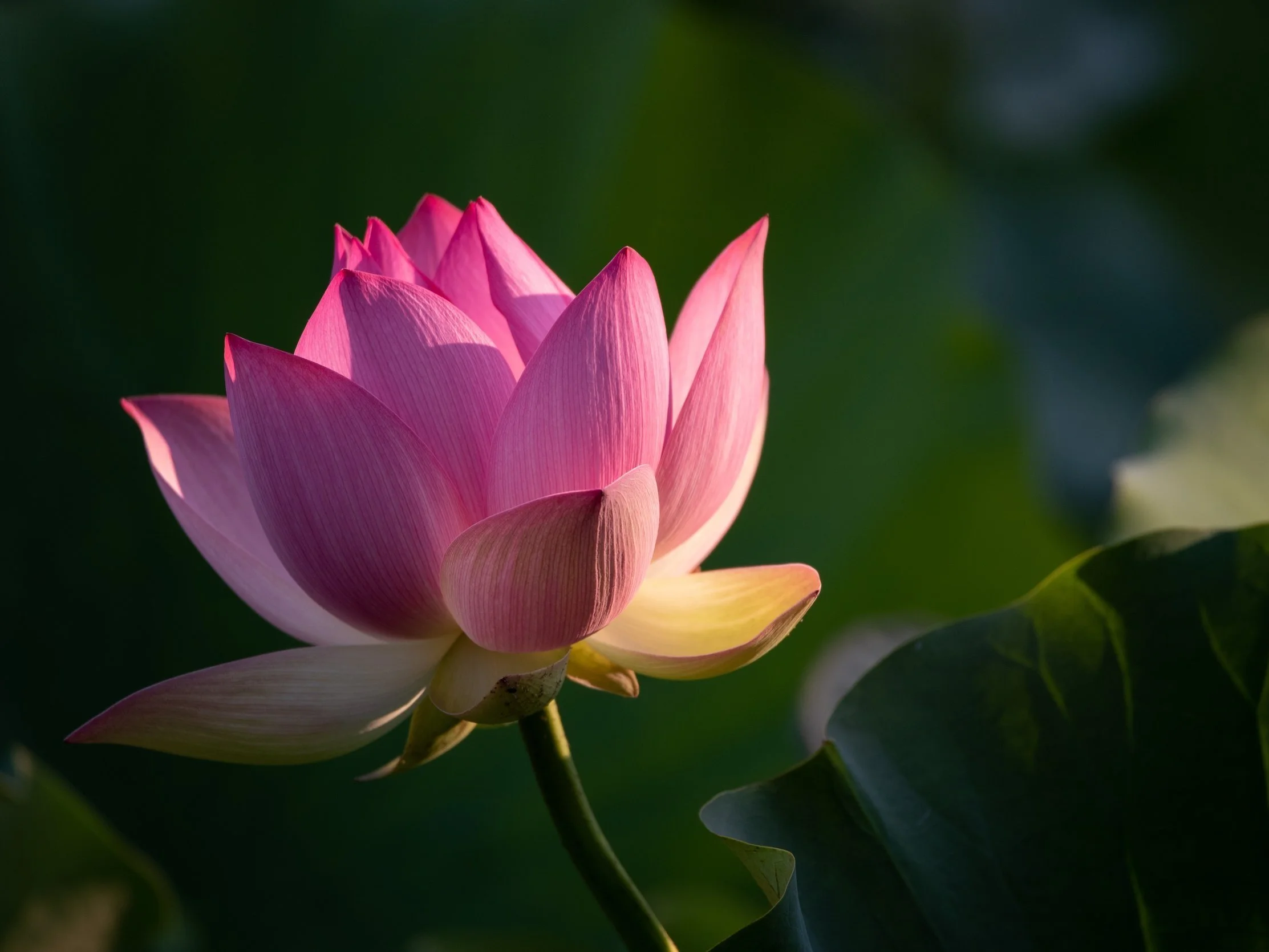 Taking a Break: Why I'm Pressing Pause on ABG to Focus on Self-Care and Renewal  &nbsp;