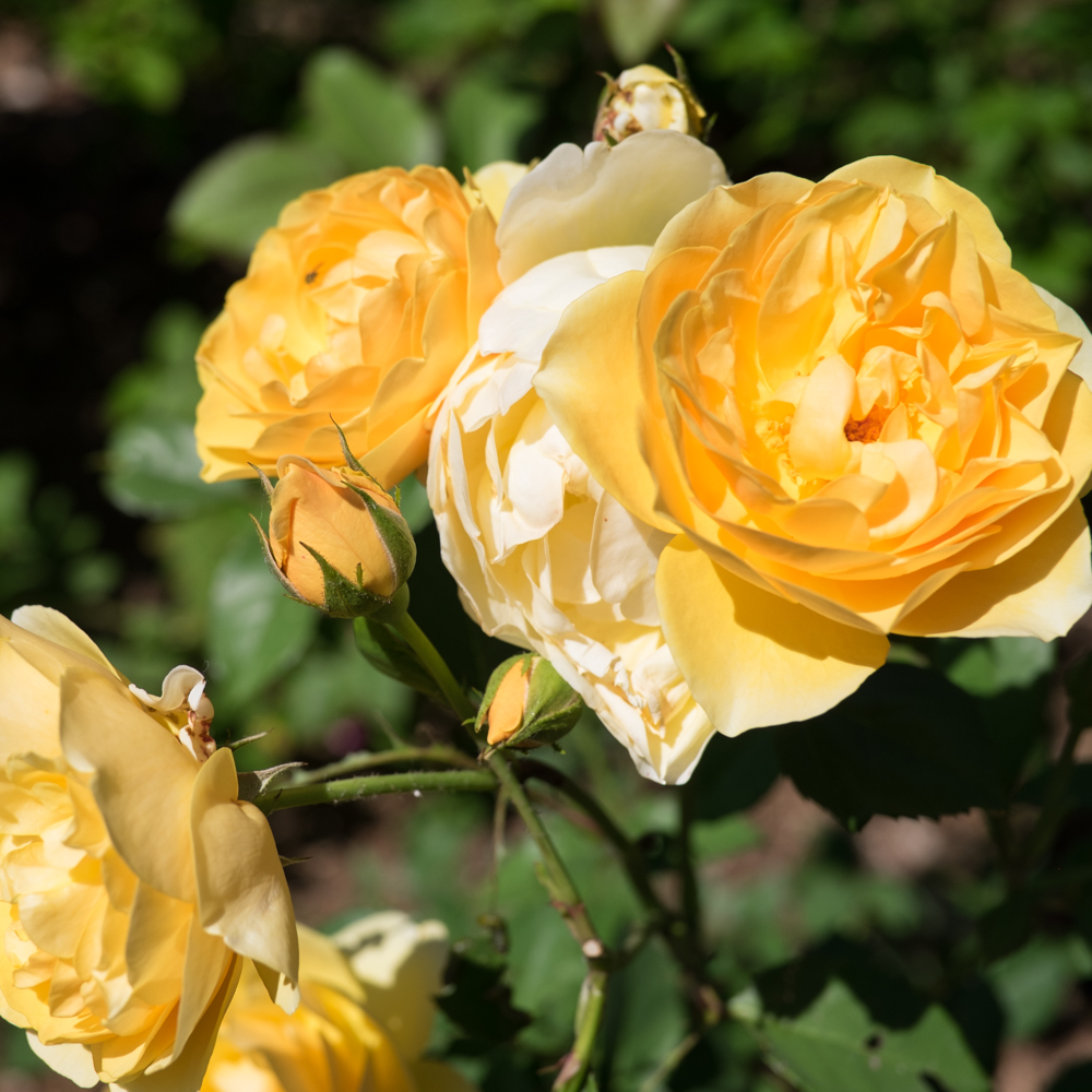 XT1A7899.jpg