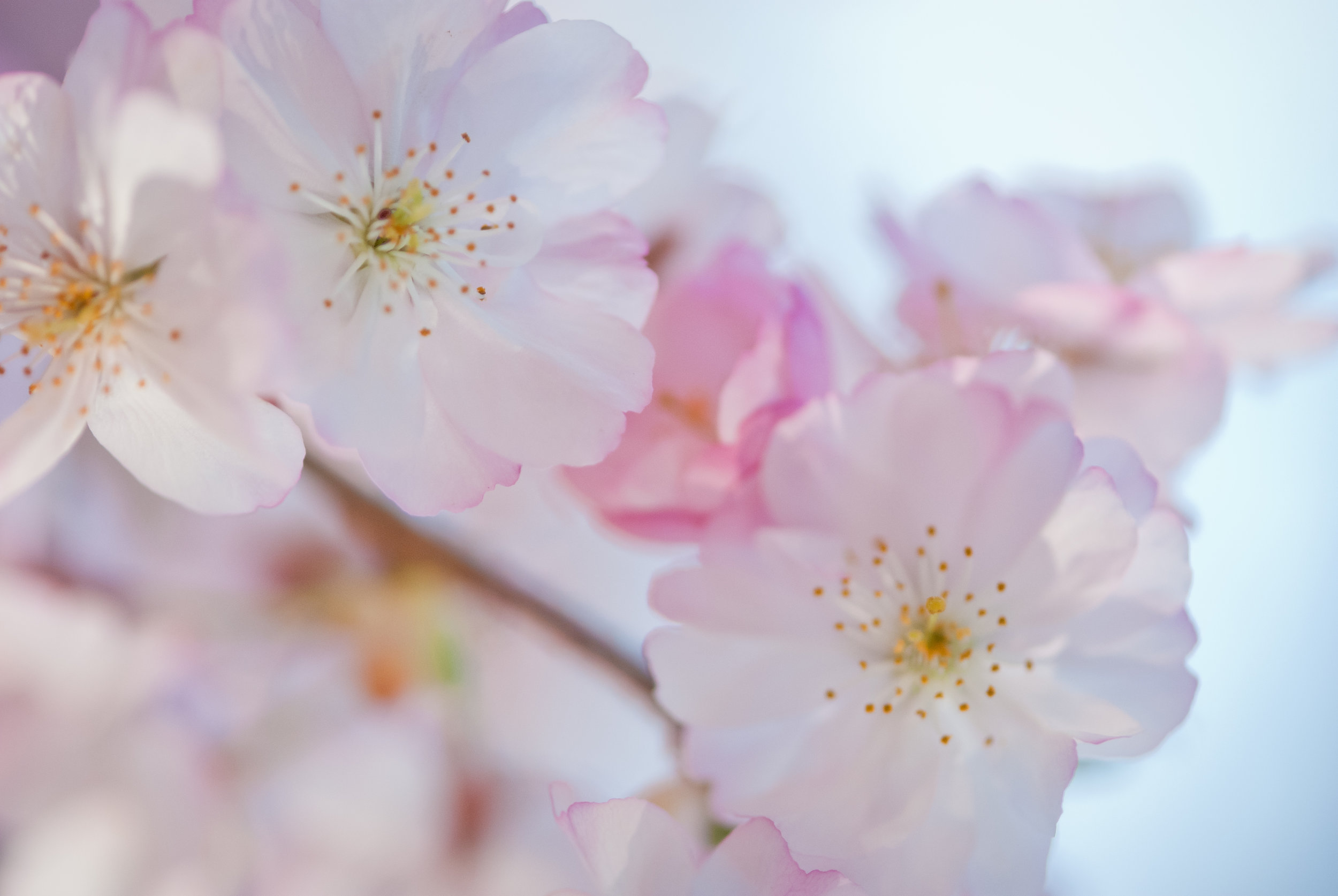 52-kgphoto.cherryblossoms2011-91.jpg