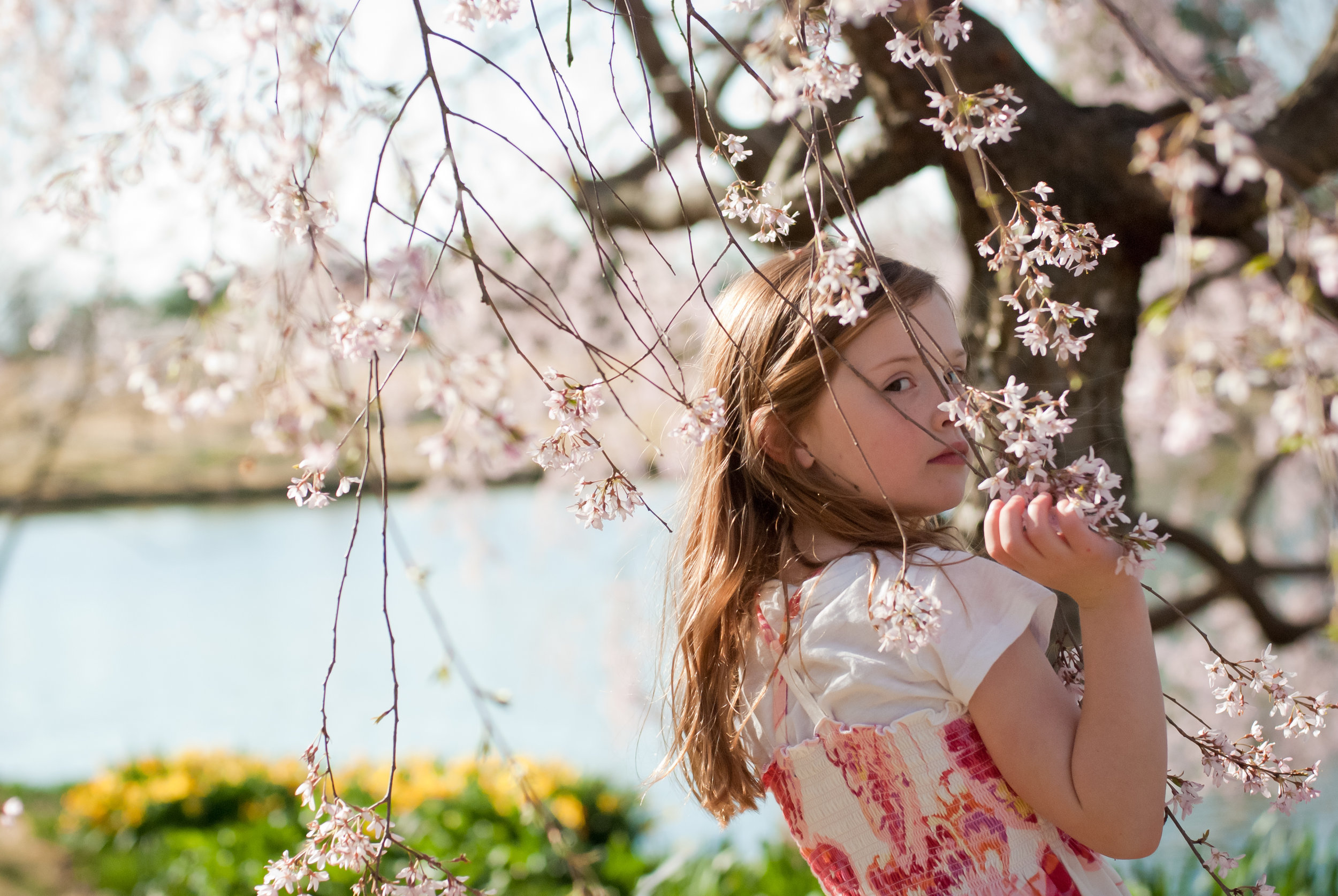 65-kgphoto.cherryblossoms2011-31.jpg