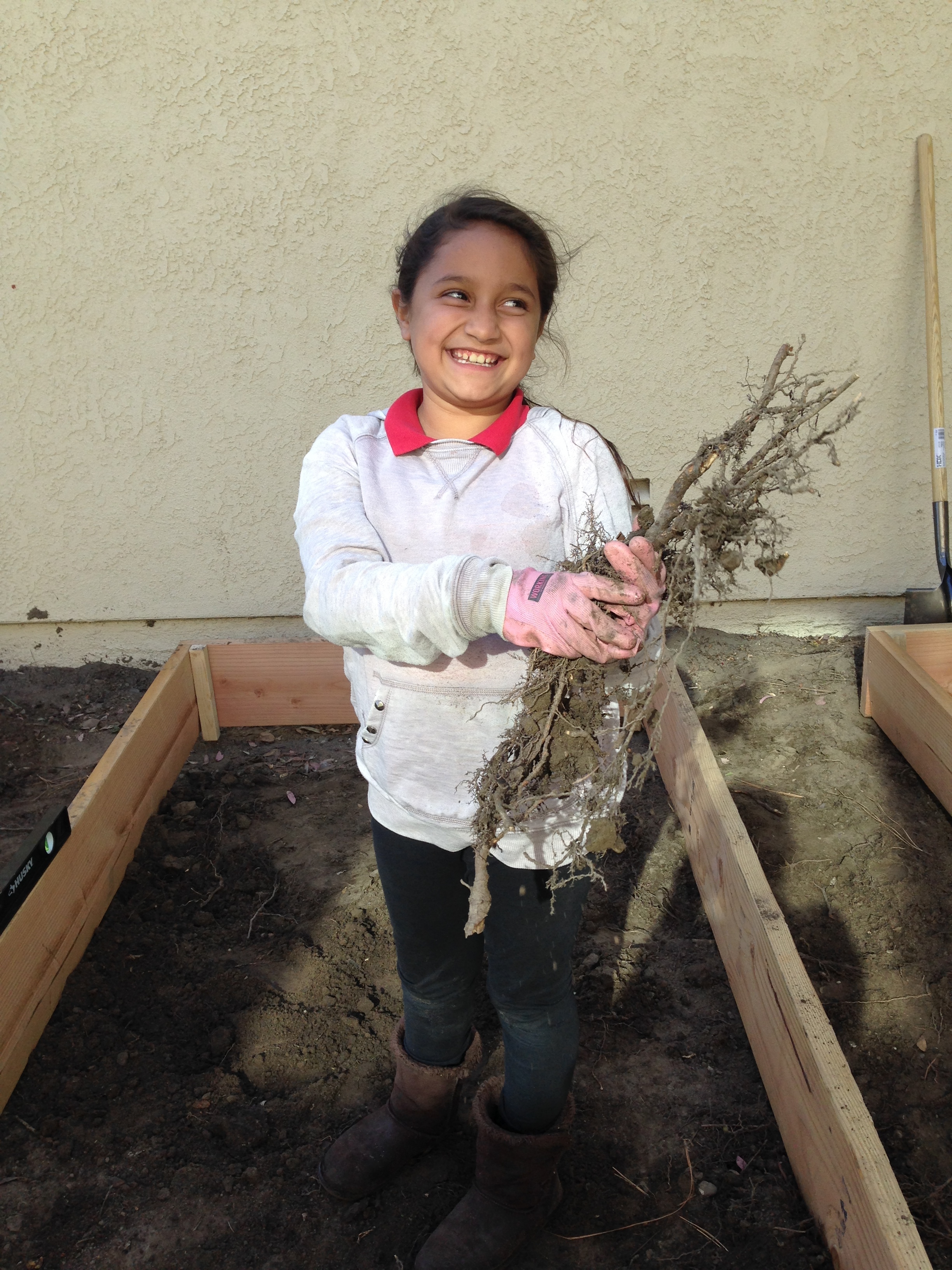 Addy pulling roots like a champion