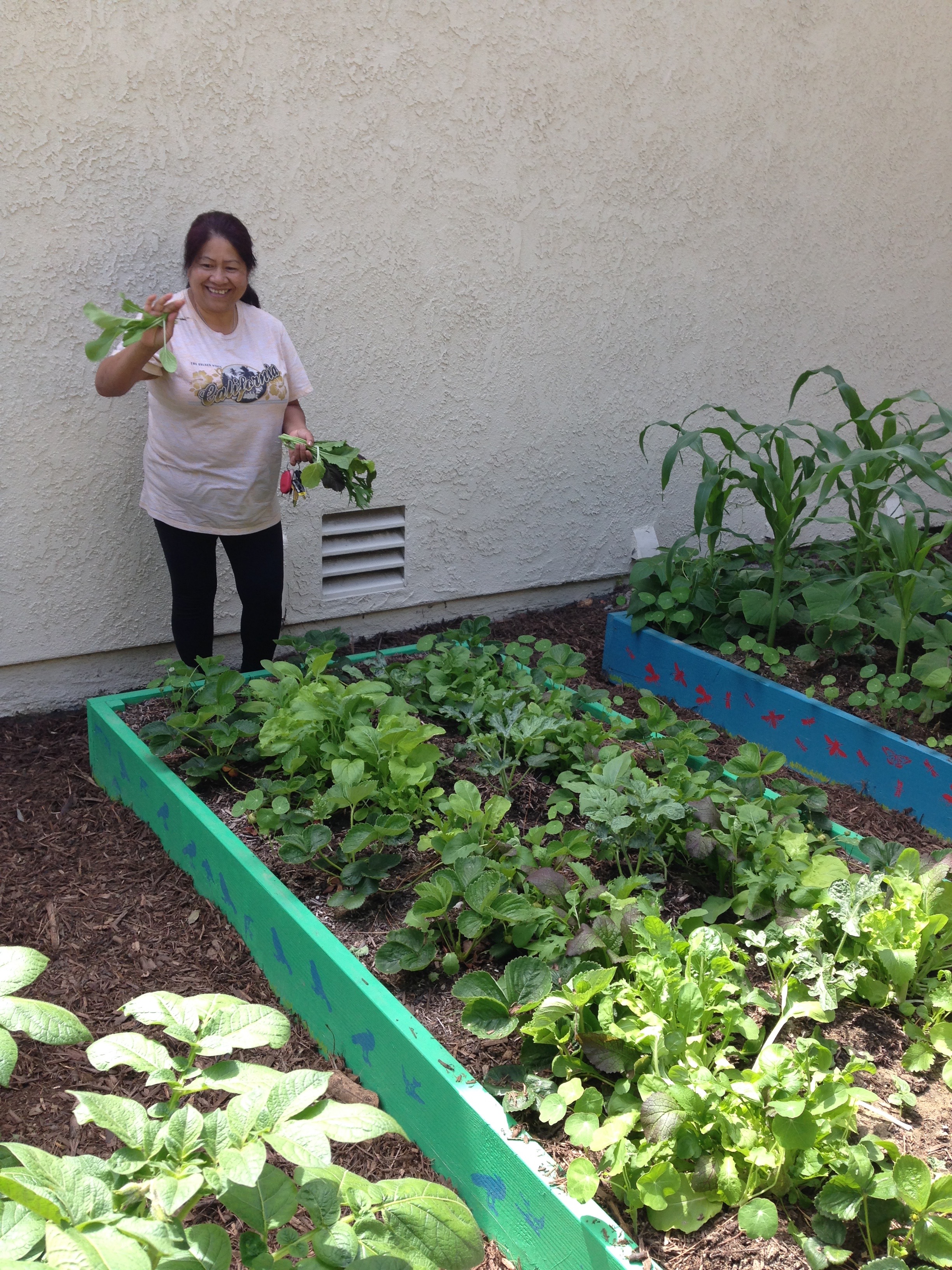 Harvesting salad greens in late May