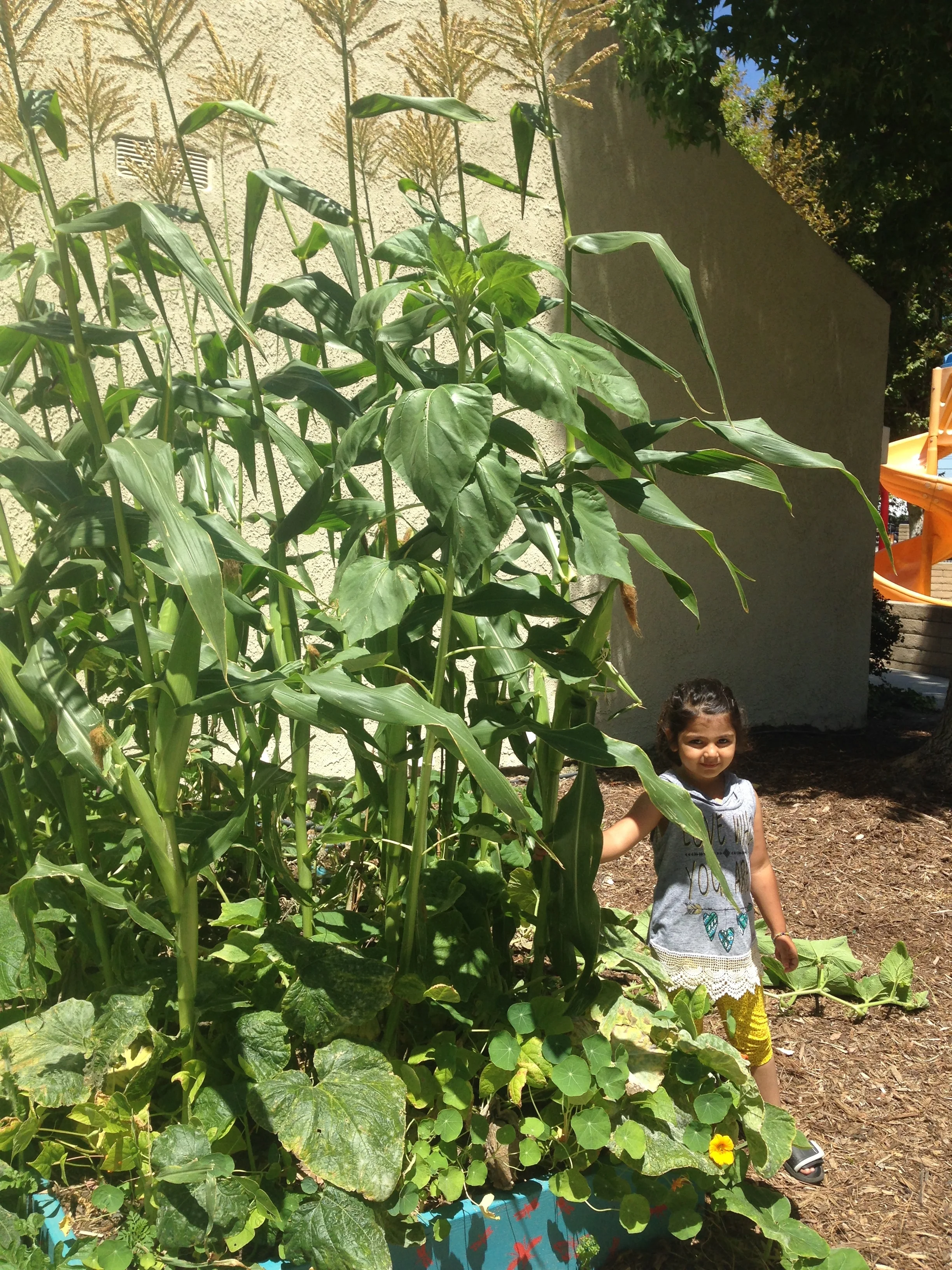  Corn is sky high in late July 