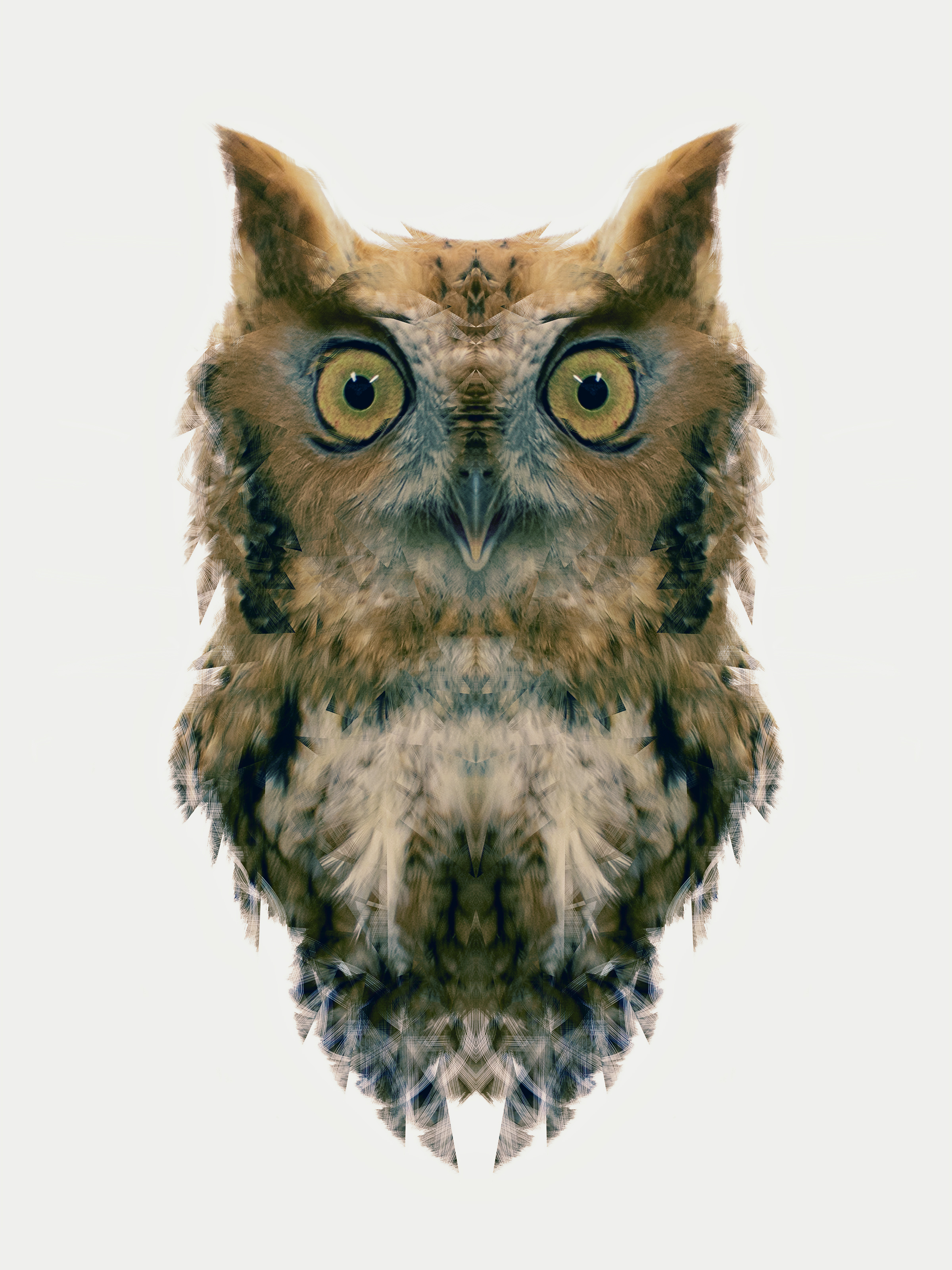 Red Morph Screech Owl 