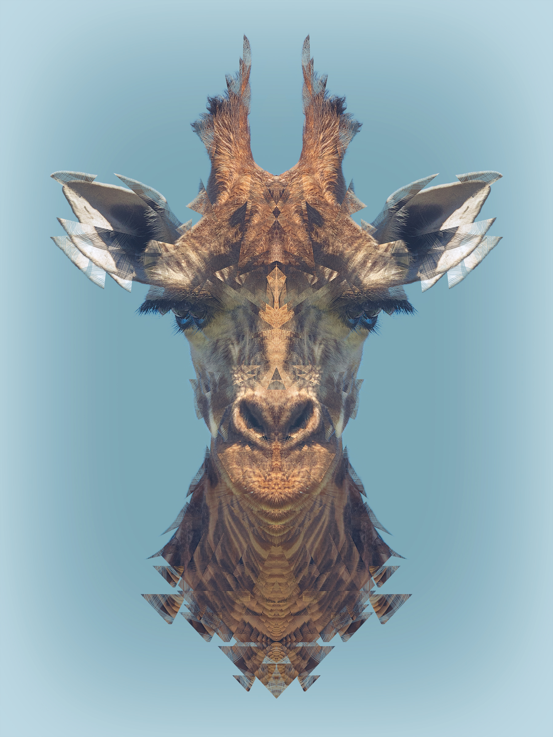 Animalia: Giraffe