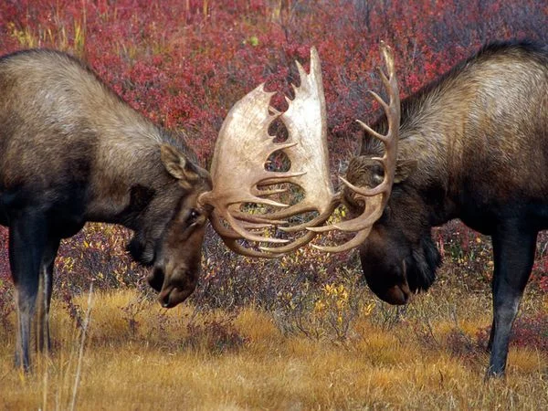 denali-bullmoose-fight_2037_600x450.jpg