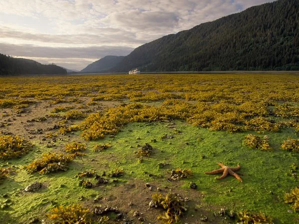 alaska-tongass-starfish_4182_600x450.jpg