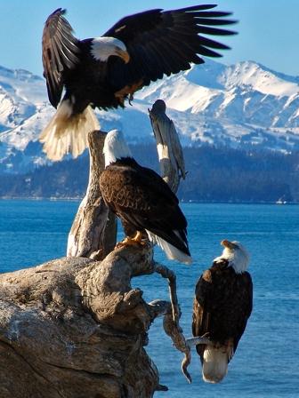 eaglesonspit-compress.jpg