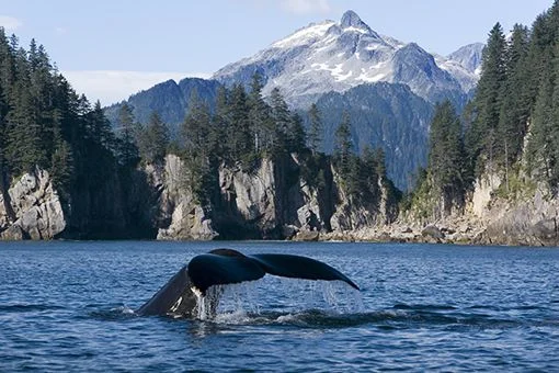 kenai-fjords.jpg