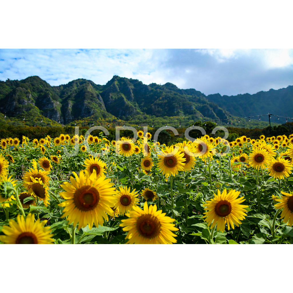 image_original_f2296038ef96964a6df5d5aed7520233.png