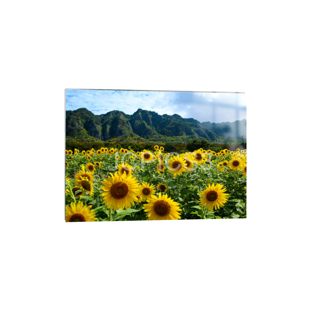 ptq_13_7_192_0_5376_3840_0_false_ffffff_0_0_f2296038ef96964a6df5d5aed7520233.png