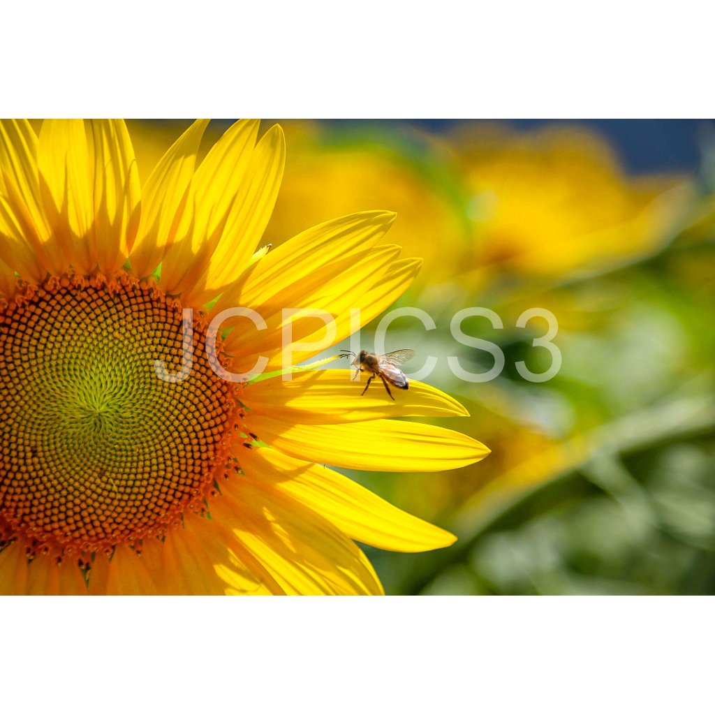 image_original_f2296038ef96964a6df5d5aed7520233.png