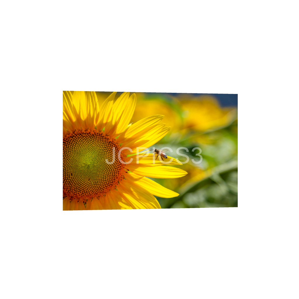 ptq_1_3_0_0_5760_3840_0_false_ffffff_0_0_f2296038ef96964a6df5d5aed7520233.png