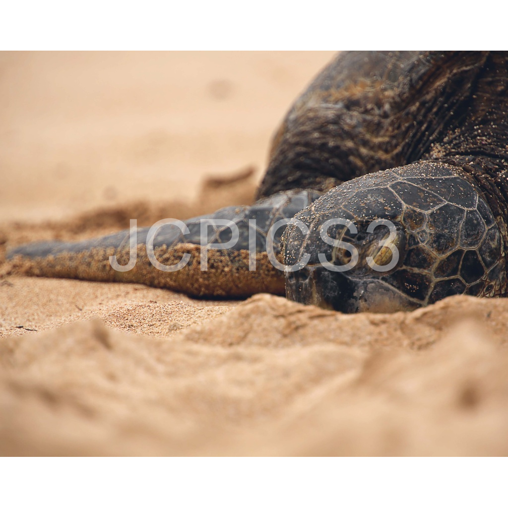 image_original_f2296038ef96964a6df5d5aed7520233.png
